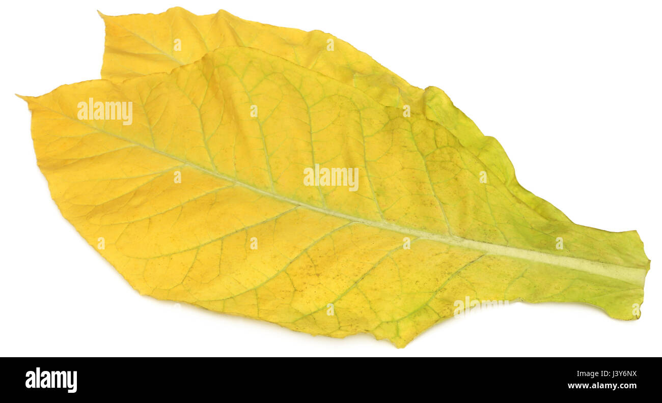 Golden foglie di tabacco su sfondo bianco Foto Stock