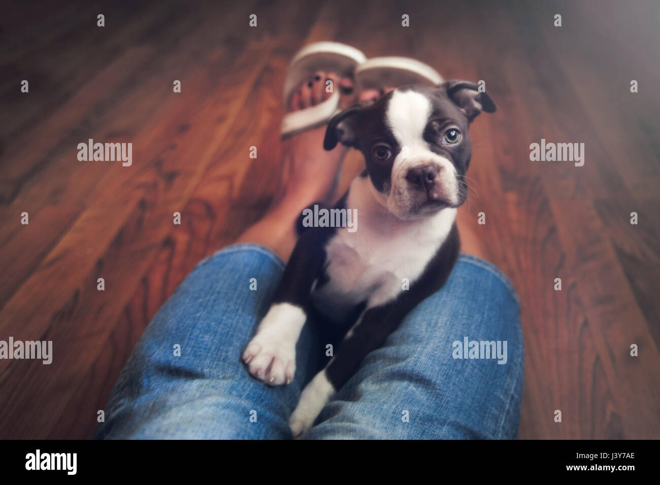 Ritratto di Boston Terrier cucciolo tra la donna per le gambe Foto Stock