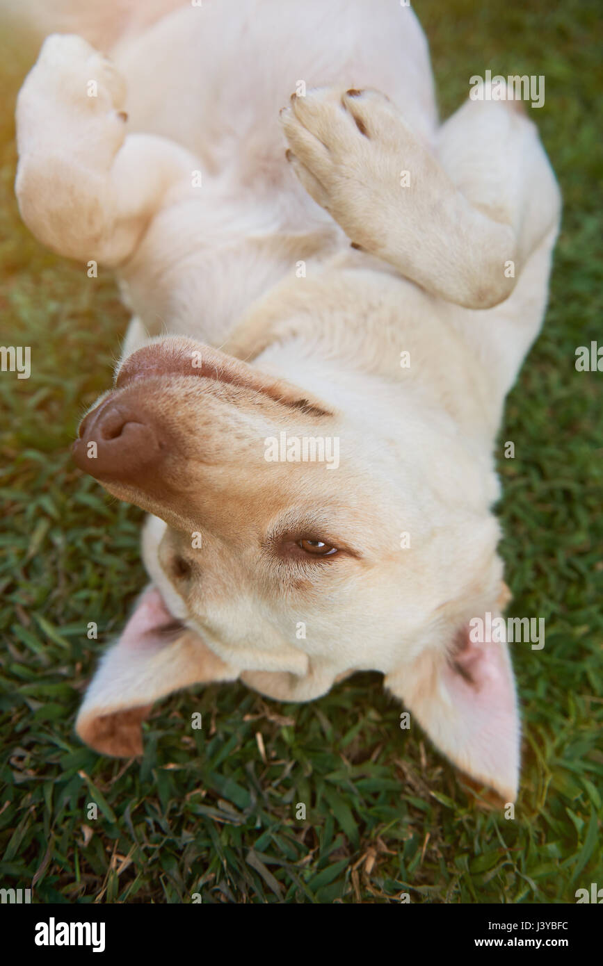 Giocoso labrador cane su erba vista da sopra. Marrone simpatico Labrador posa sull'erba Foto Stock