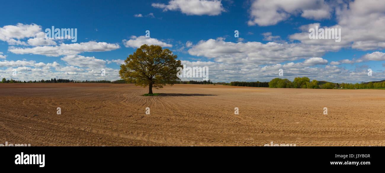Memorial albero nella metà campo primaverile. Foto panoramica Foto Stock