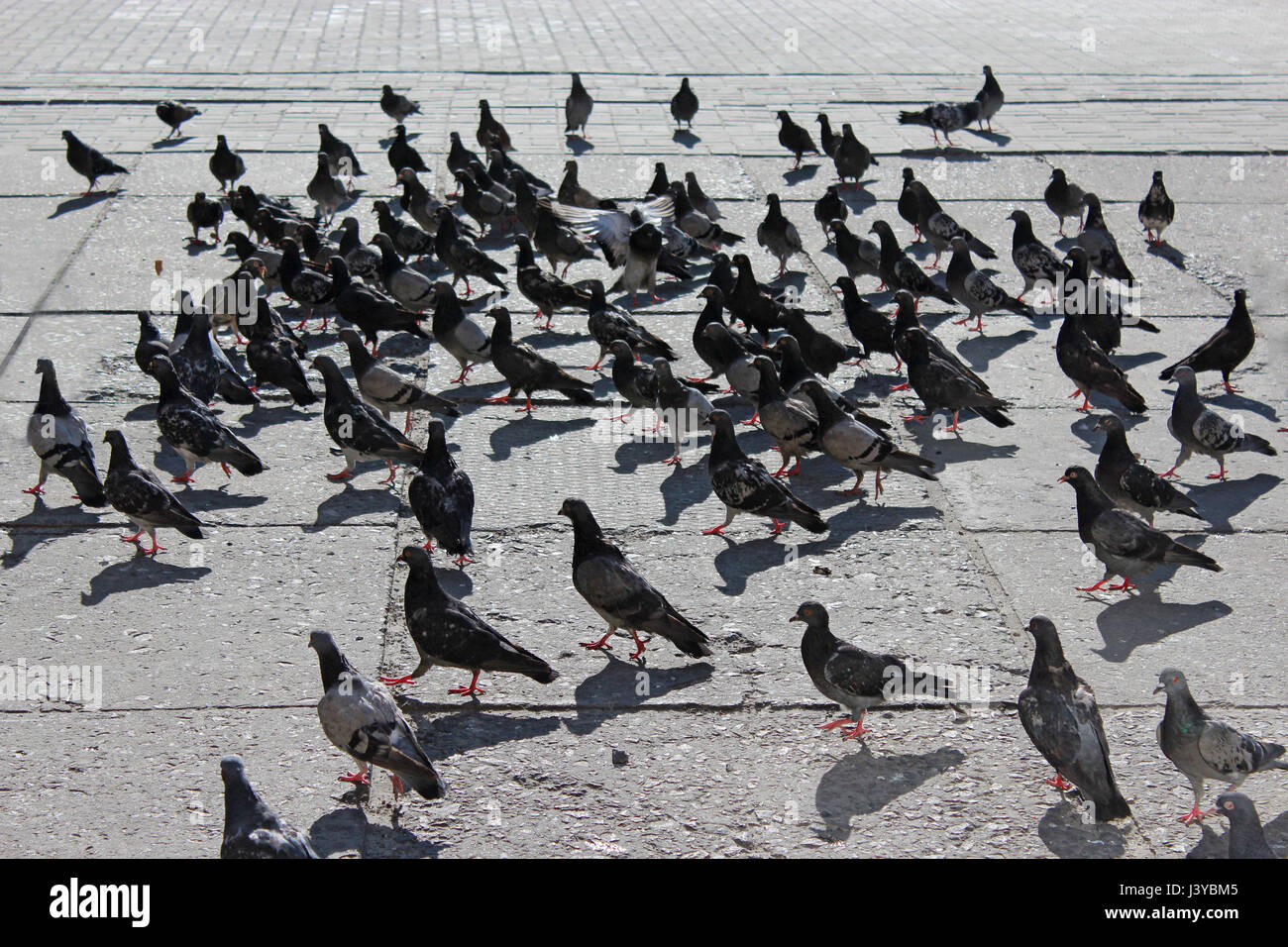 Molti i piccioni che vivono in città Foto Stock