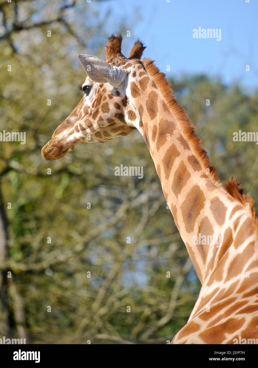 Primo piano della giraffa (Giraffa camelopardalis) visto da dietro Foto Stock