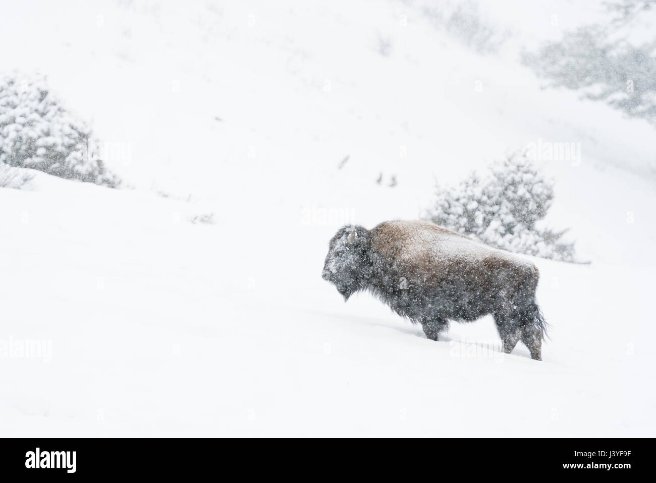 Bisonti americani / ( Bison bison bison ) in inverno, in piedi, appoggiato sul fianco di una collina durante la nevicata, pelliccia ricoperta di neve, Yellowstone NP, STATI UNITI D'AMERICA. Foto Stock Bisonti americani / ( Bison bison bison ) in inverno, in piedi, appoggiato sul fianco di una collina durante la nevicata, pelliccia ricoperta di neve, Yellowstone NP, STATI UNITI D'AMERICA. Foto Stock