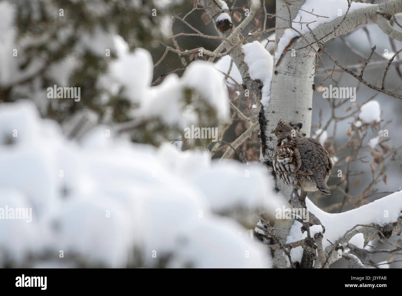 Ruffed Grouse ( Bonasa umbellus ) in inverno, nascosto, seduta, appollaiate in una coperta di neve pioppi neri americani tree, Perfetto mimetismo, Wyoming negli Stati Uniti. Foto Stock