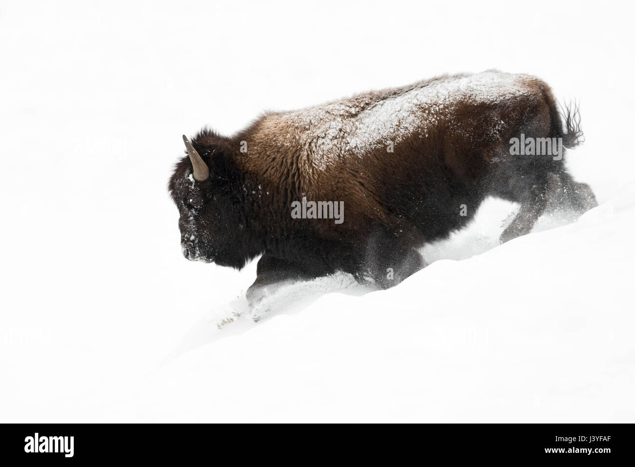 Bisonti americani ( Bison bison ), Bull in inverno la pelliccia, corsa in discesa attraverso la profonda polvere soffice neve, potente, impressionante, Yellowstone NP, STATI UNITI D'AMERICA. Foto Stock