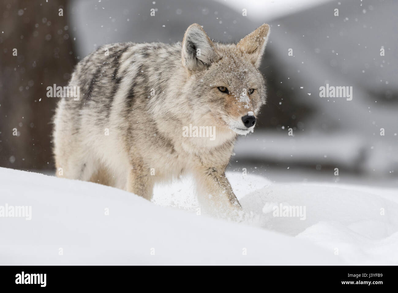Coyote ( Canis latrans ), adulti in inverno, camminare, correre attraverso la neve profonda, astuzia, Gizmo, arrabbiato intravedere, guardando la preda, la fauna selvatica, STATI UNITI D'AMERICA. Foto Stock