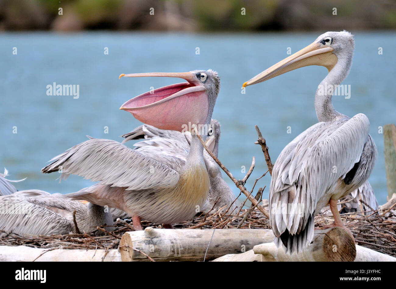 Rosa-backed pellicani (Pelecanus rufescens) sul nido nei pressi di un laghetto Foto Stock