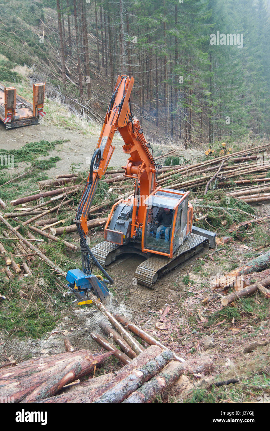 Harvester o Feller Buncher il taglio di alberi di conifere e riunire i log per ottenere trasportato in una segheria e cartiera dopo una operazione di assottigliamento. Foto Stock