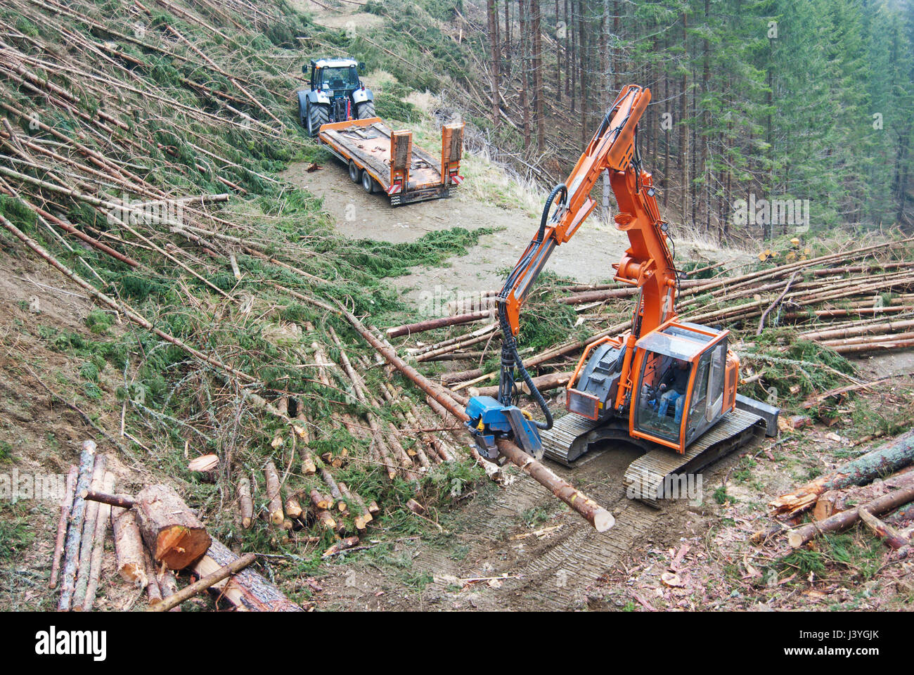 Harvester o Feller Buncher il taglio di alberi di conifere e riunire i log per ottenere trasportato in una segheria e cartiera dopo una operazione di assottigliamento. Foto Stock