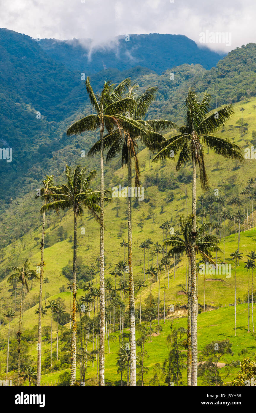 Cera palme di Cocora Valley, Colombia Foto Stock