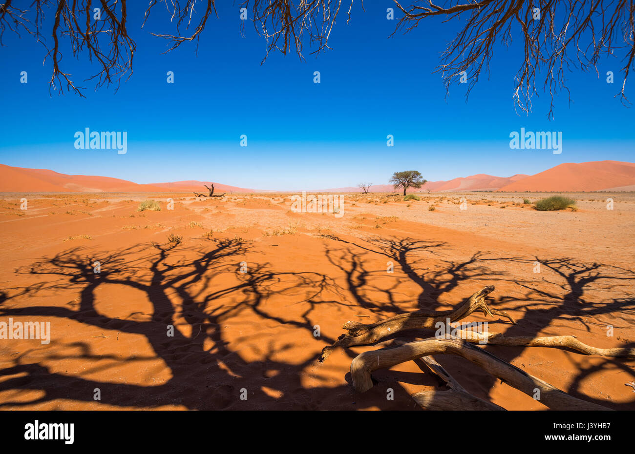 Morto alberi Camelthorn e dune rosse di Sossusvlei, Namib-Naukluft National Park, Namibia Foto Stock