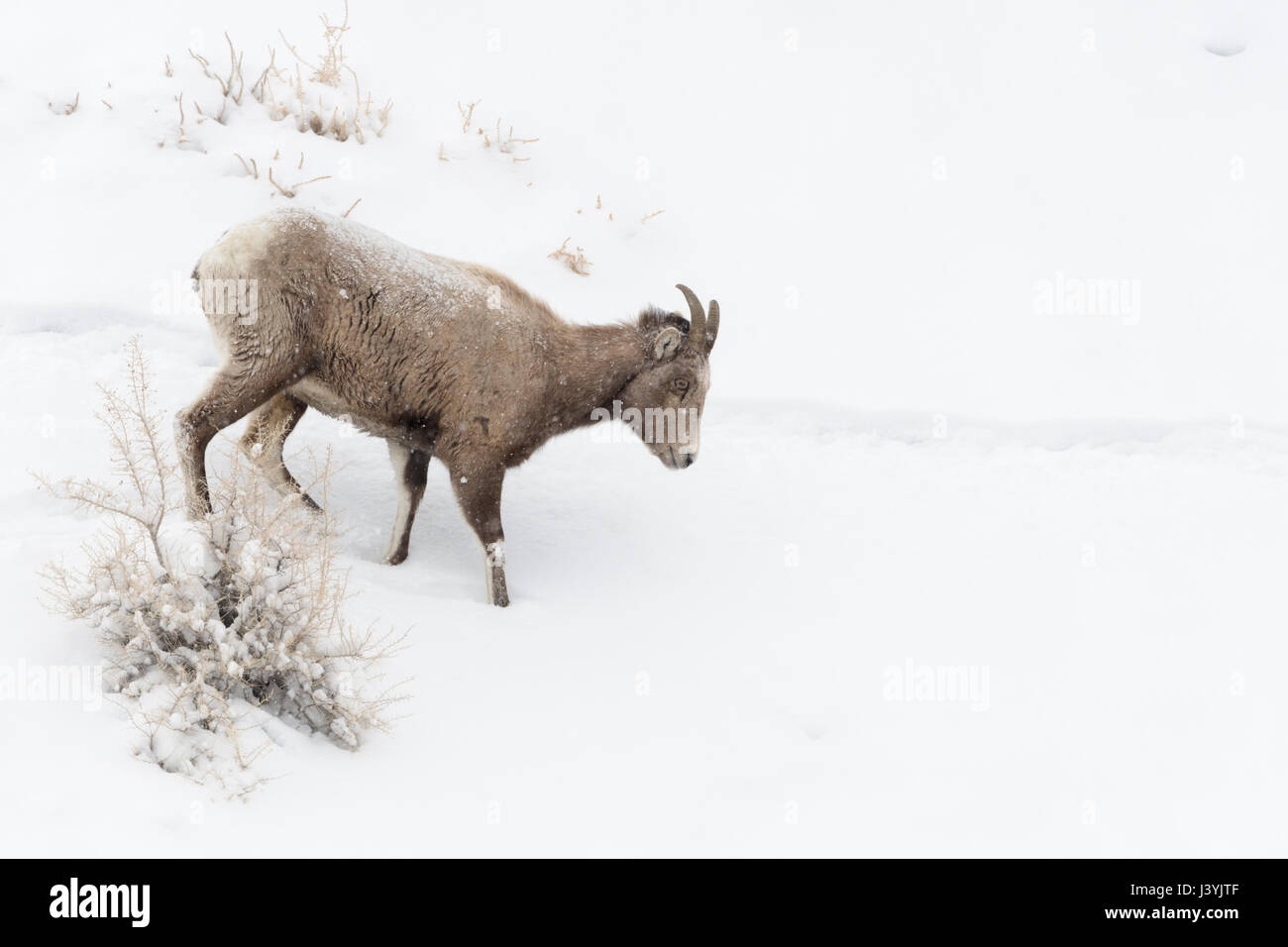 Rocky Mountain Bighorn / Dickhornschaf ( Ovis canadensis ) in inverno, giovani donne, percorrendo a piedi la collina, attraverso la neve profonda, Yellowstone, WY, STATI UNITI D'AMERICA Foto Stock