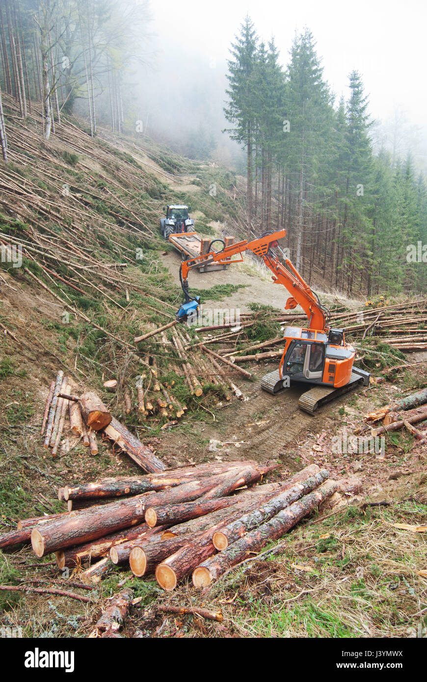 Harvester o Feller Buncher il taglio di alberi di conifere e riunire i log per ottenere trasportato in una segheria e cartiera dopo una operazione di assottigliamento. Foto Stock