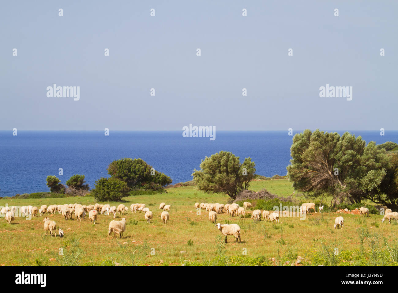 Un gregge di pecore al pascolo su un pascolo vicino al mare sull'isola di Creta, Grecia Foto Stock