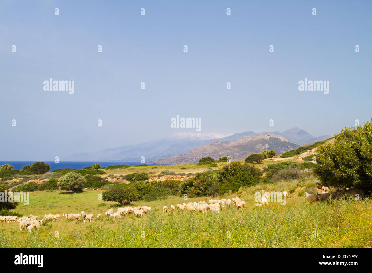Un gregge di pecore al pascolo su un pascolo vicino al mare sull'isola di Creta, Grecia Foto Stock