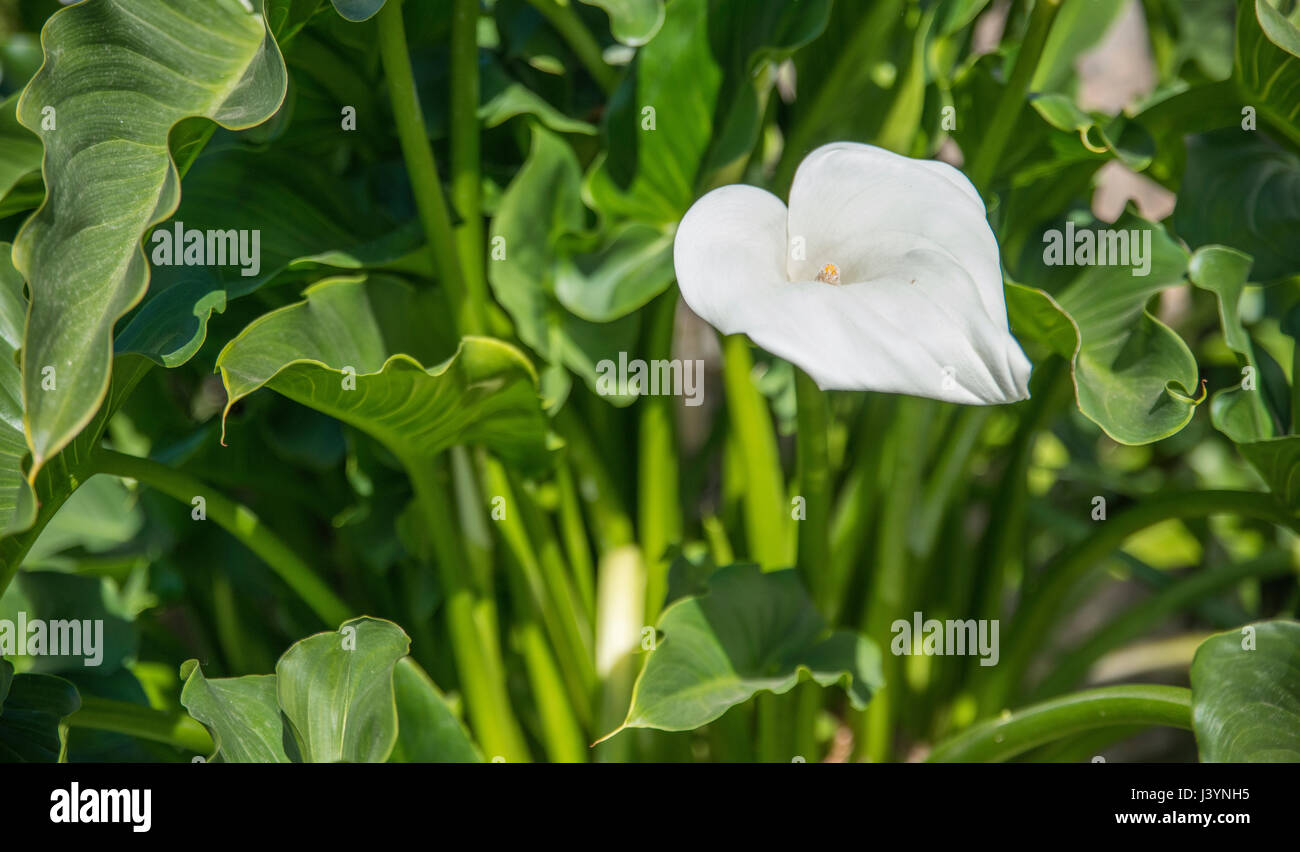 White calla fiore sul giardino verde sullo sfondo Foto Stock