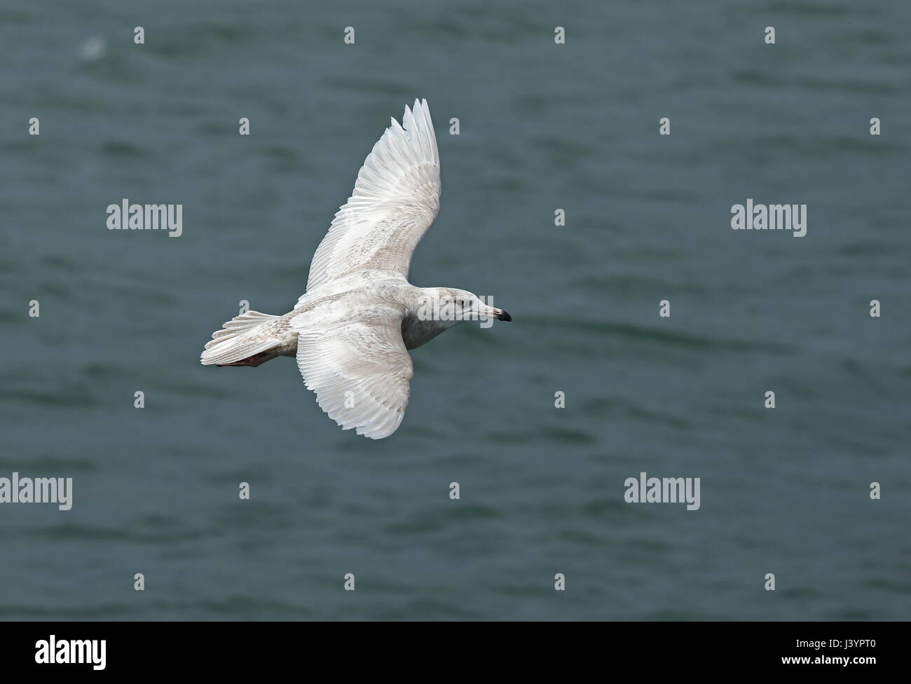 Glaucous Gull (Larus hyperboreus) primo inverno in volo Choshi, nella prefettura di Chiba, Giappone Febbraio Foto Stock