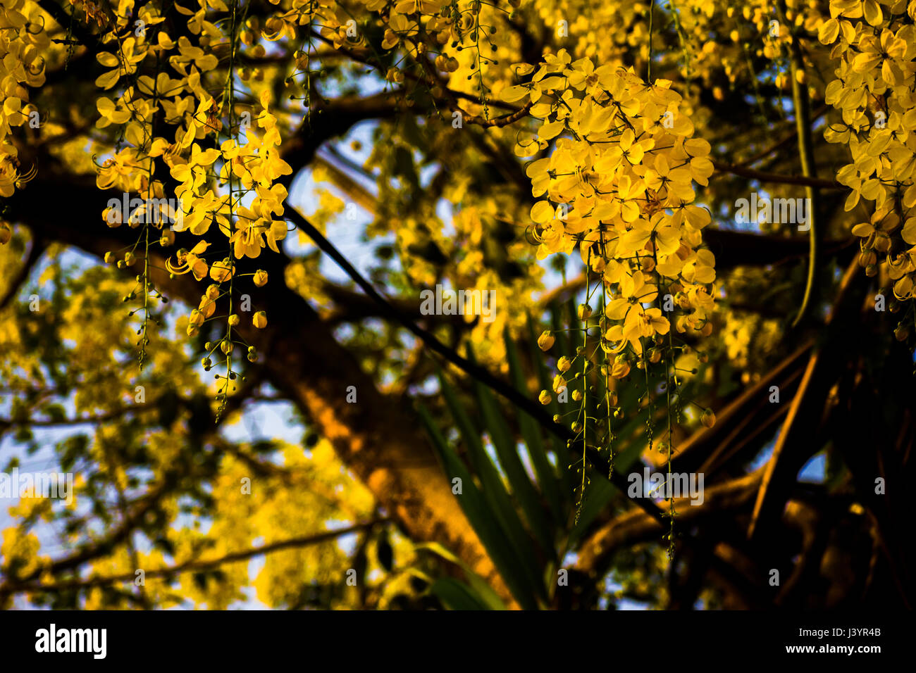 Golden Shower tree (Cassia fistola) Foto Stock