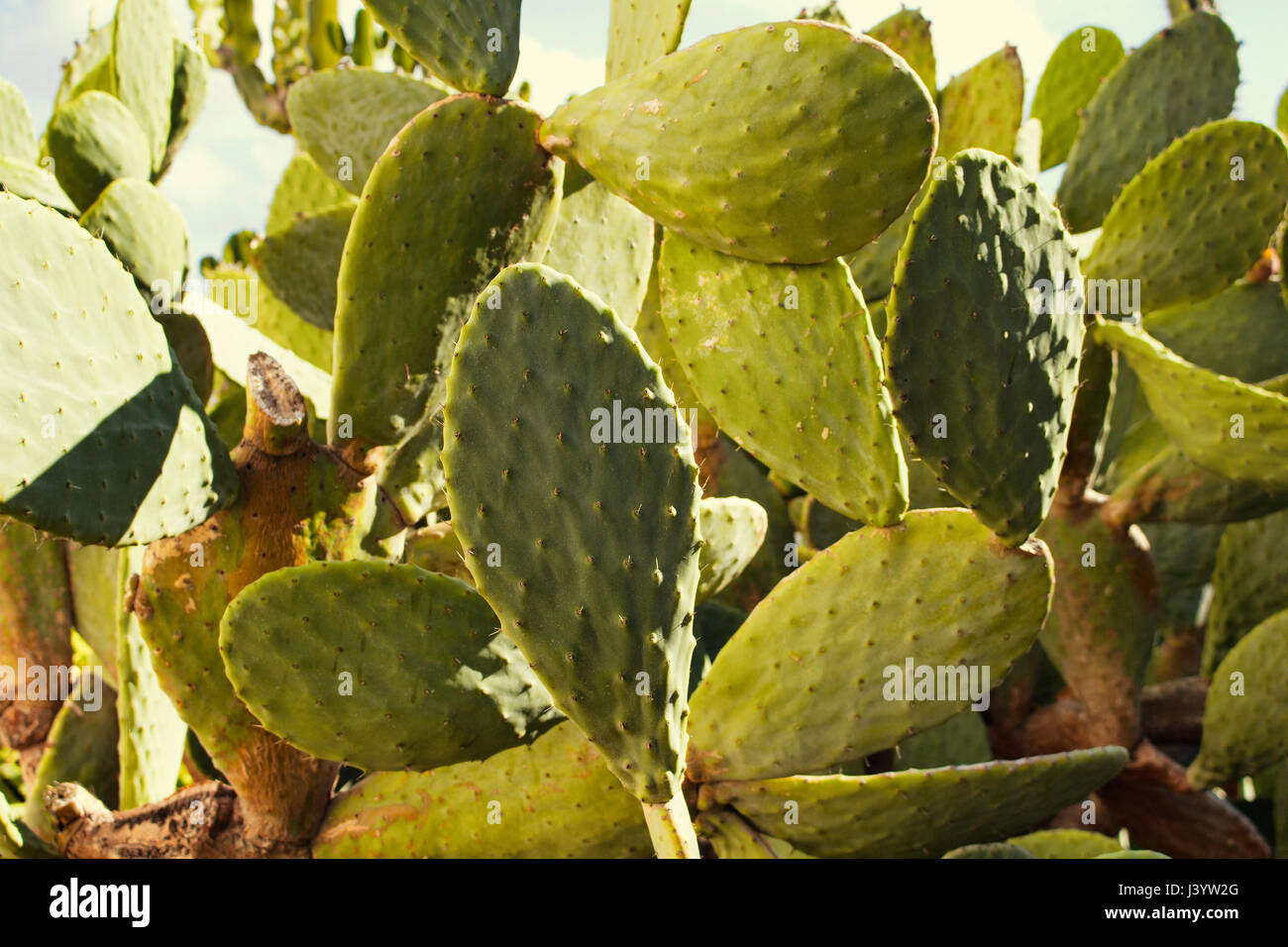 Vista ravvicinata di Opuntia ficus-indica (Barberia fig) che è un tipo di cactus. Si tratta di una specie di cactus che è stata a lungo un addomesticati pianta di raccolto Foto Stock
