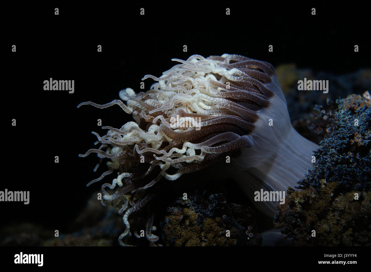 Un night shot del tubo anemone, Panglao, Filippine Foto Stock