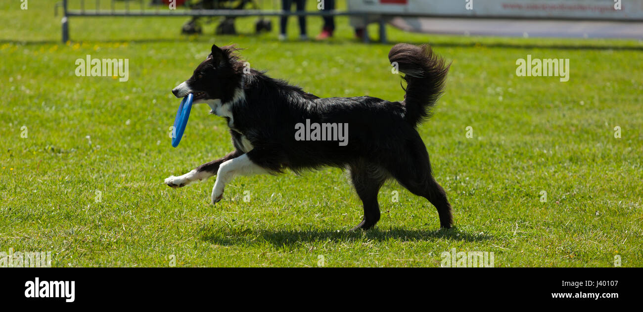 Border Collie palying cane con frisbee in parco all'aperto sull'erba verde. Foto Stock