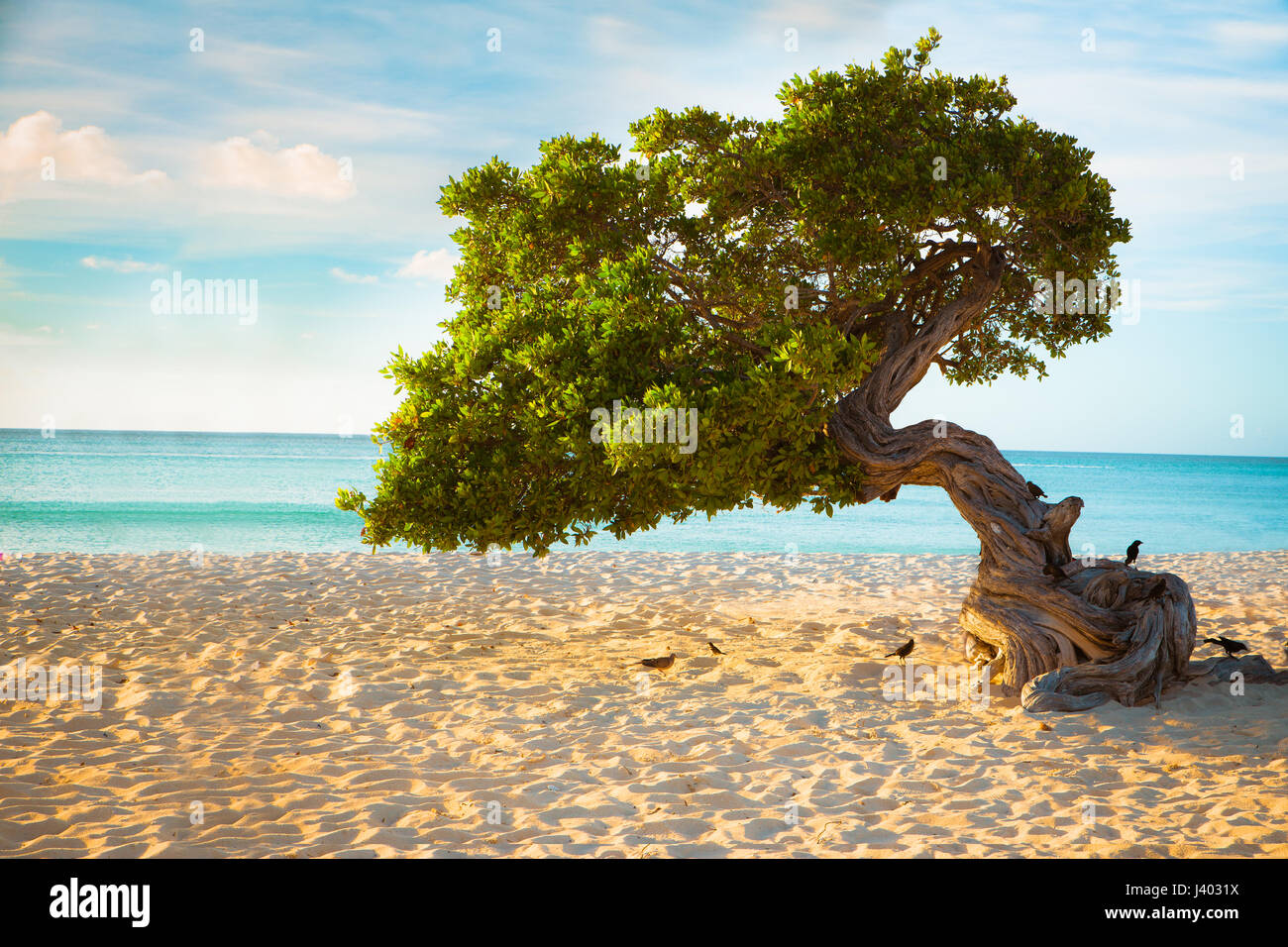 Divi Divi Tree sulla spiaggia di Aruba Foto Stock
