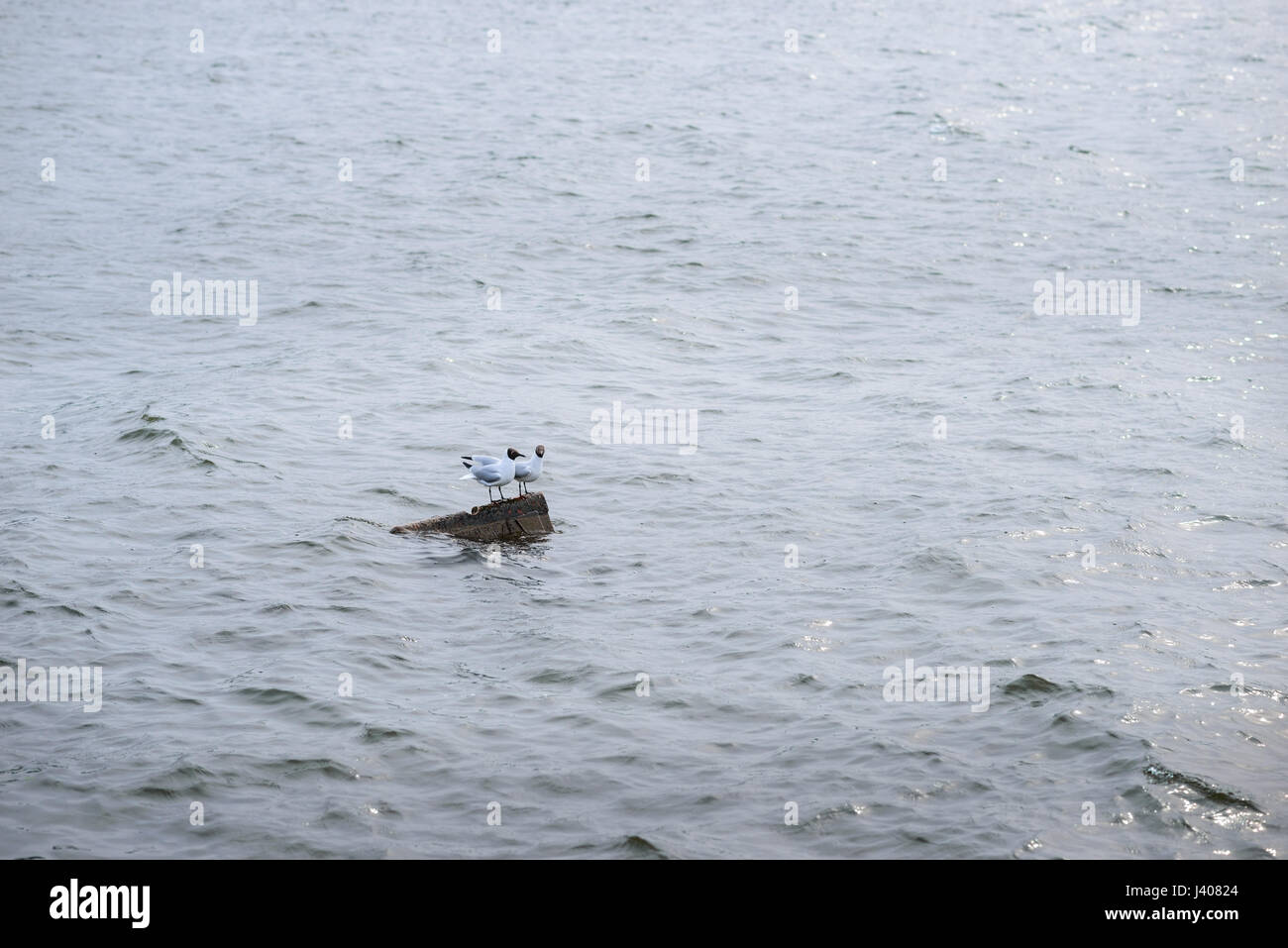 Due nero gabbiano con testa piedi su pietre in acqua e riflettendo in superficie dell'acqua Foto Stock