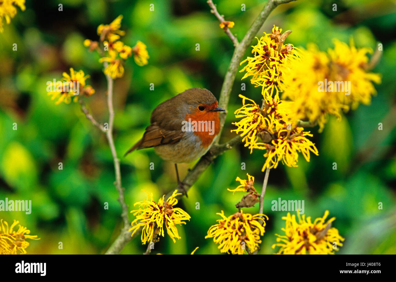 Close up di un Robin con Amamelide Hamamelis Foto Stock