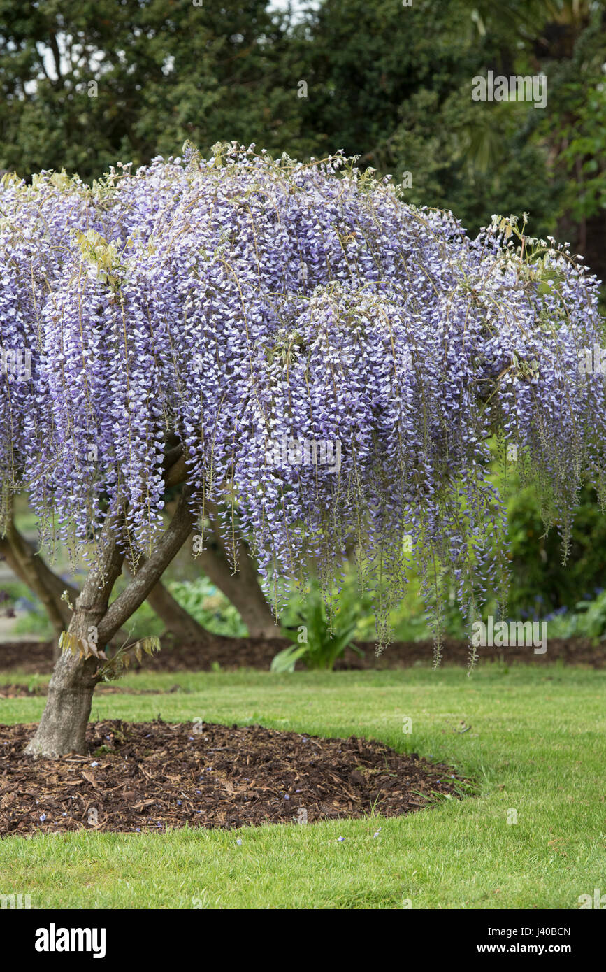 Fioritura Wisteria floribunda albero a RHS Wisley Gardens, Surrey, Inghilterra Foto Stock