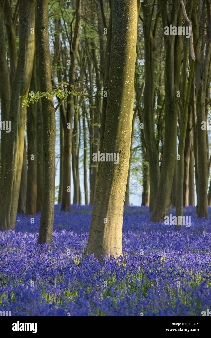 Bluebells inglese in un antico legno di faggio e di quercia Legno in mattina presto la luce del sole. Oxfordshire, Inghilterra Foto Stock