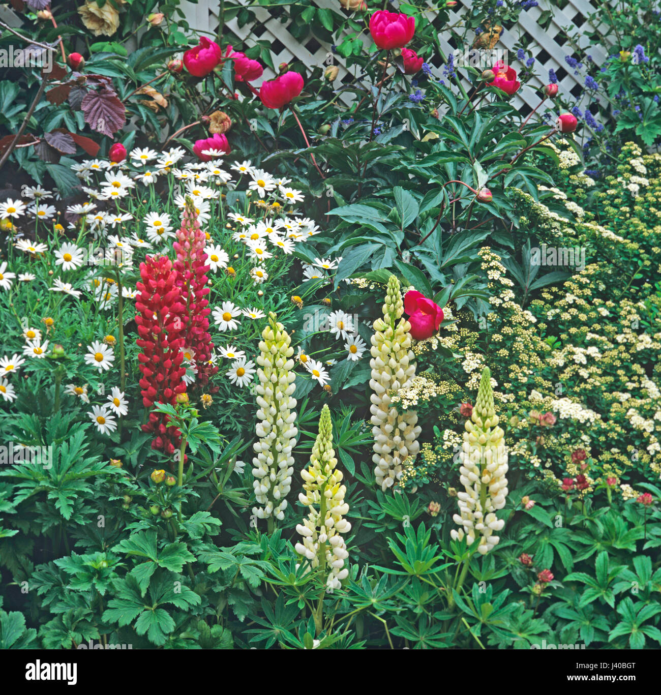 Close up dettaglio di un giardino al confine con i lupini e margherite Foto Stock