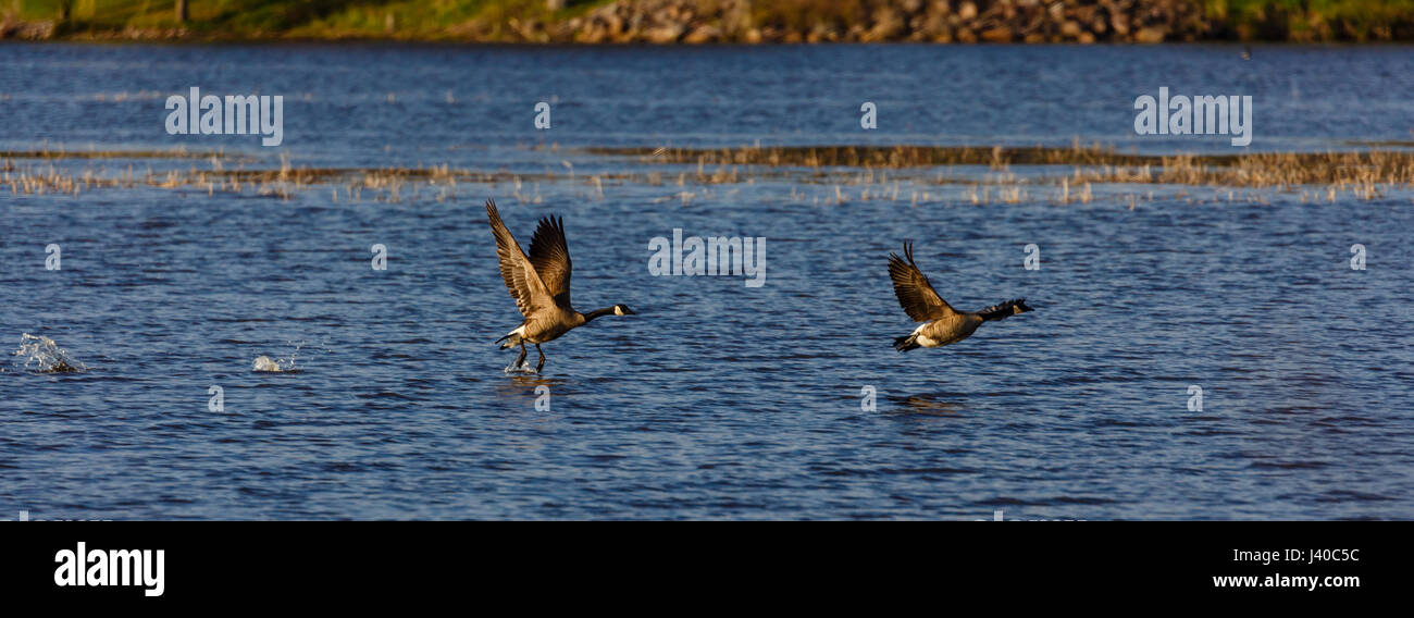 Immagine panoramica di due Oche del Canada (Branta canadensis) volare su un lago Foto Stock