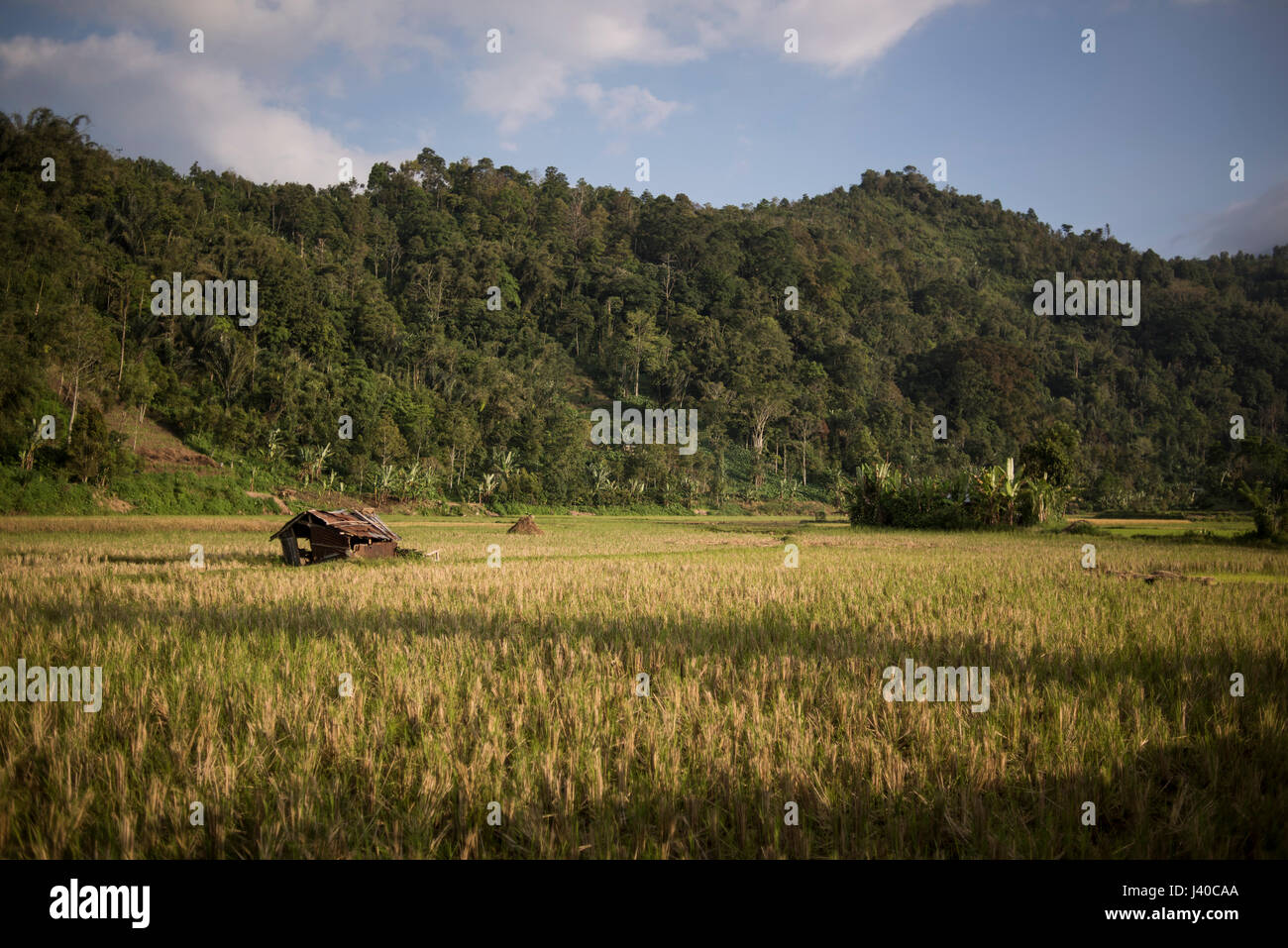 Campo di riso a ovest di Sumatra, Indonesia. Foto Stock
