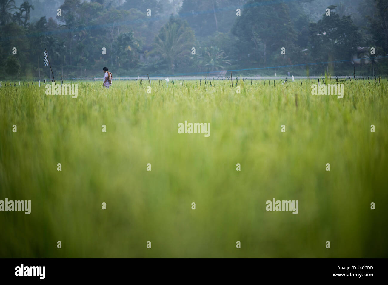 Una donna a piedi attraverso un campo di riso nella valle Harau, Sumatra, Indonesia. Foto Stock