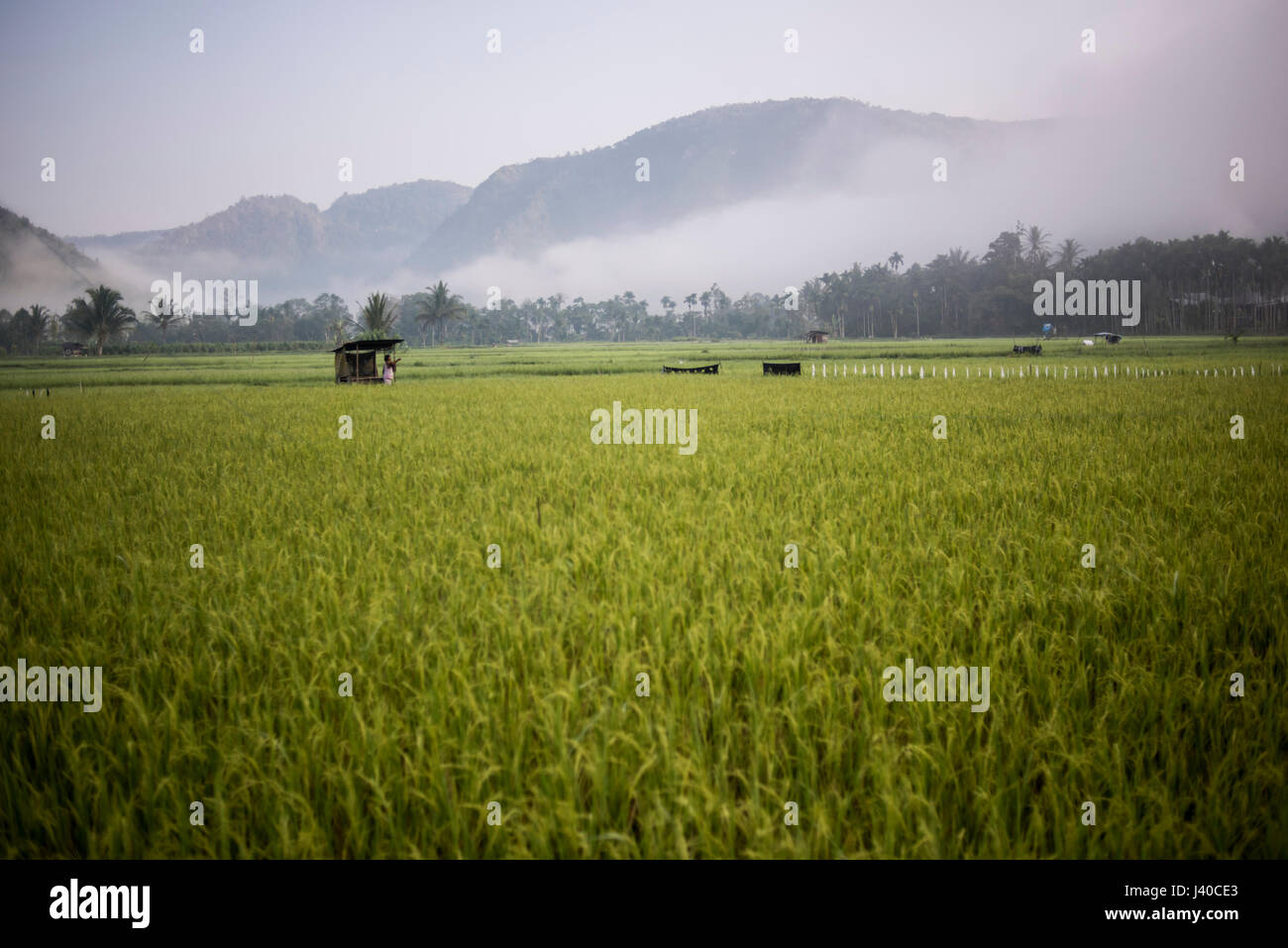 Campo di riso nella valle Harau, Sumatra, Indonesia. Foto Stock