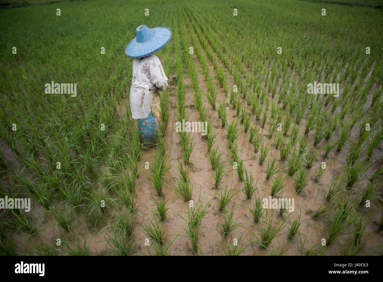 Una femmina di campo di riso lavoratore presso la valle Harau, Sumatra, Indonesia. Foto Stock