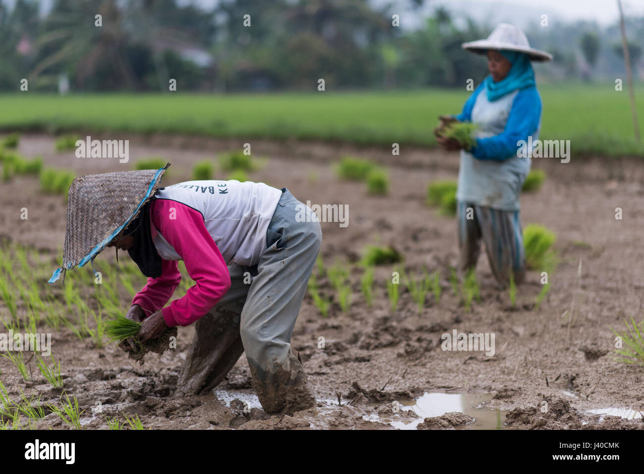 I lavoratori di sesso femminile in un campo di riso al Harau Valley, Sumatra, Indonesia. Foto Stock
