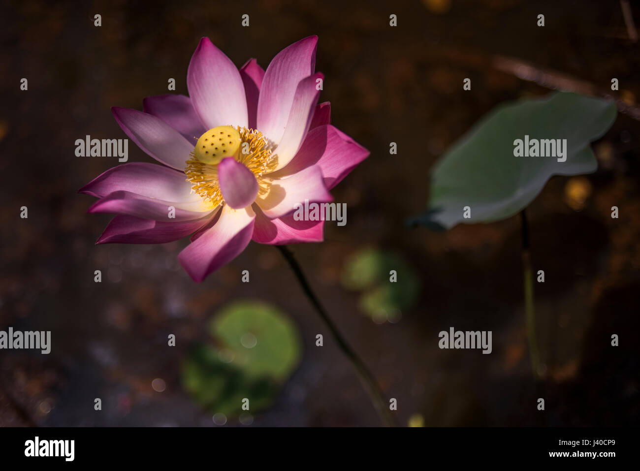 Vista di un fiore di loto, Harau Valley, Sumatra, Indonesia. Foto Stock