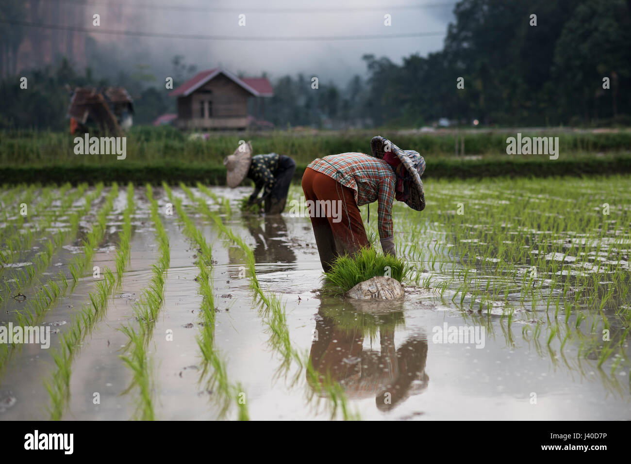 I lavoratori di sesso femminile in un campo di riso al Harau Valley, Sumatra, Indonesia. Foto Stock