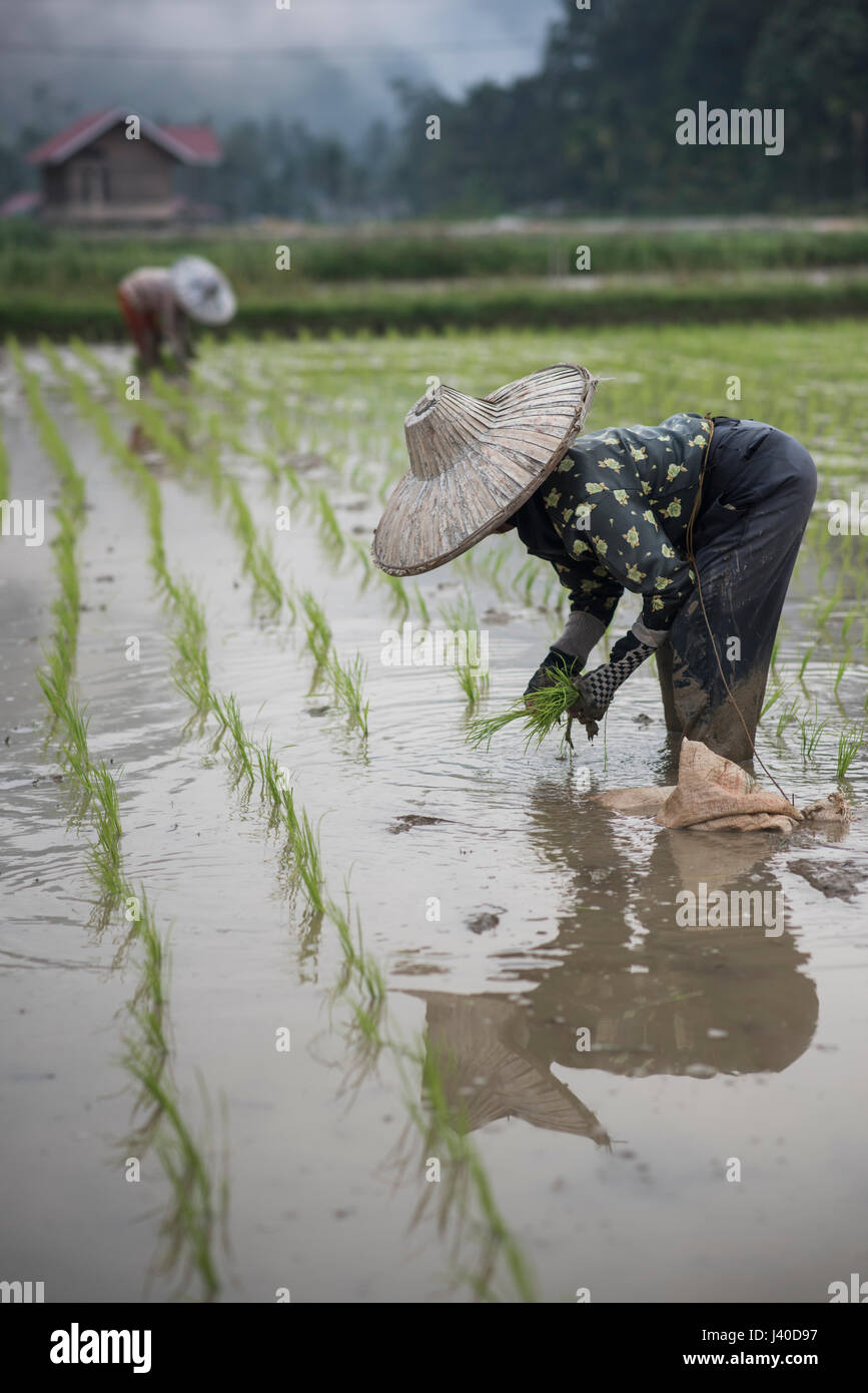 I lavoratori di sesso femminile in un campo di riso al Harau Valley, Sumatra, Indonesia. Foto Stock