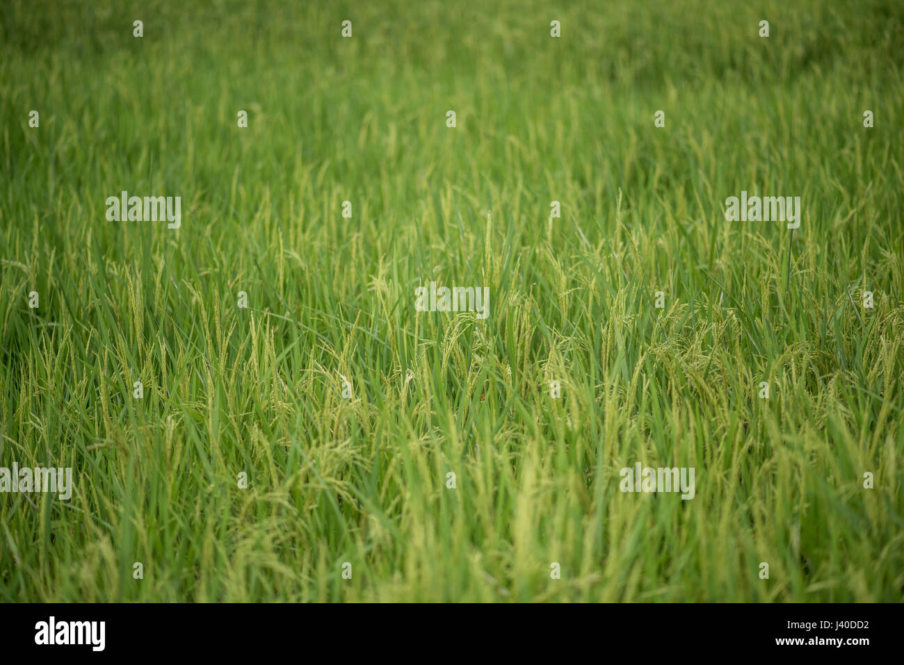 Close-up di una pianta di riso, Harau Valley, Sumatra, Indonesia. Foto Stock
