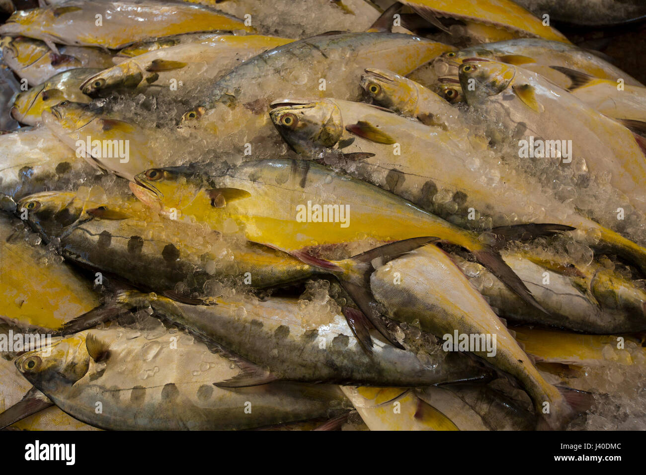 Pesci marini in corrispondenza della pesca Ghat In Cox bazar, Bangladesh. Foto Stock