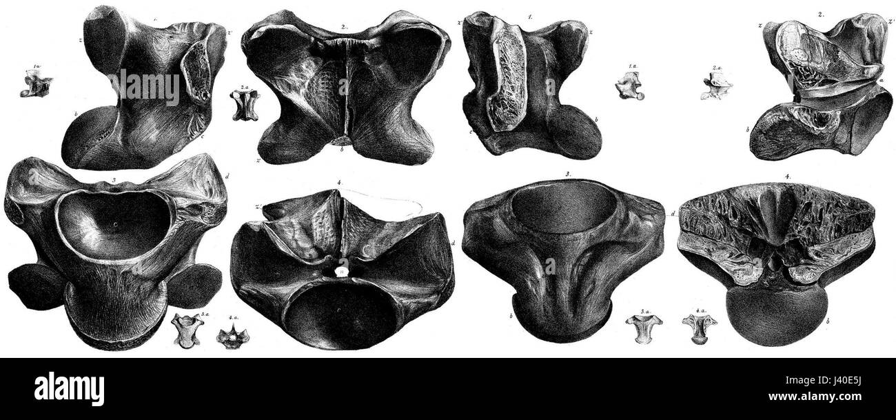 Megalania Foto Stock