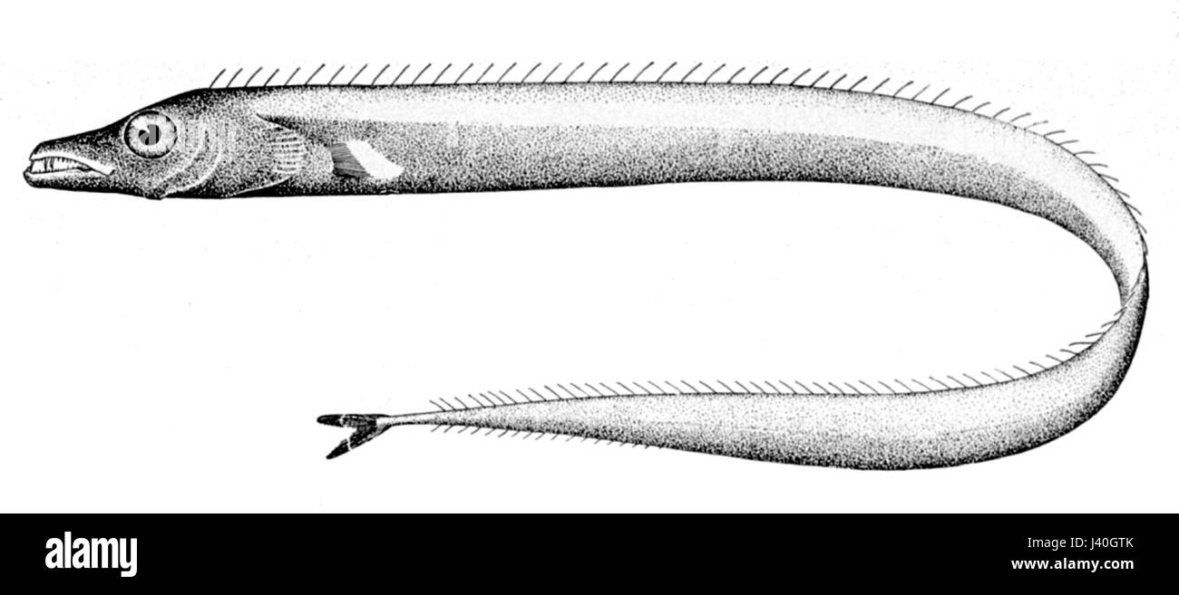 Lepidopus caudatus Foto Stock