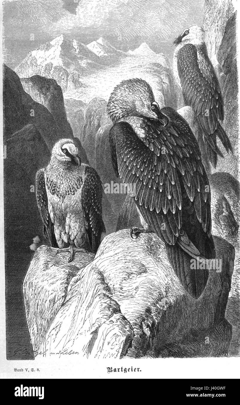 Il Lammergeier, noto anche come Avvoltoio barbuto, è un grande uccello preda che si trova nelle regioni montuose di Europa, Asia e Africa. Questa specie è nota per la sua abitudine di far cadere le ossa sulle rocce per aprirle e accedere al midollo all'interno. È presente nel lavoro di Brehmâ sugli uccelli, evidenziando il suo comportamento di alimentazione unico e il suo ruolo nell'ecosistema. Foto Stock