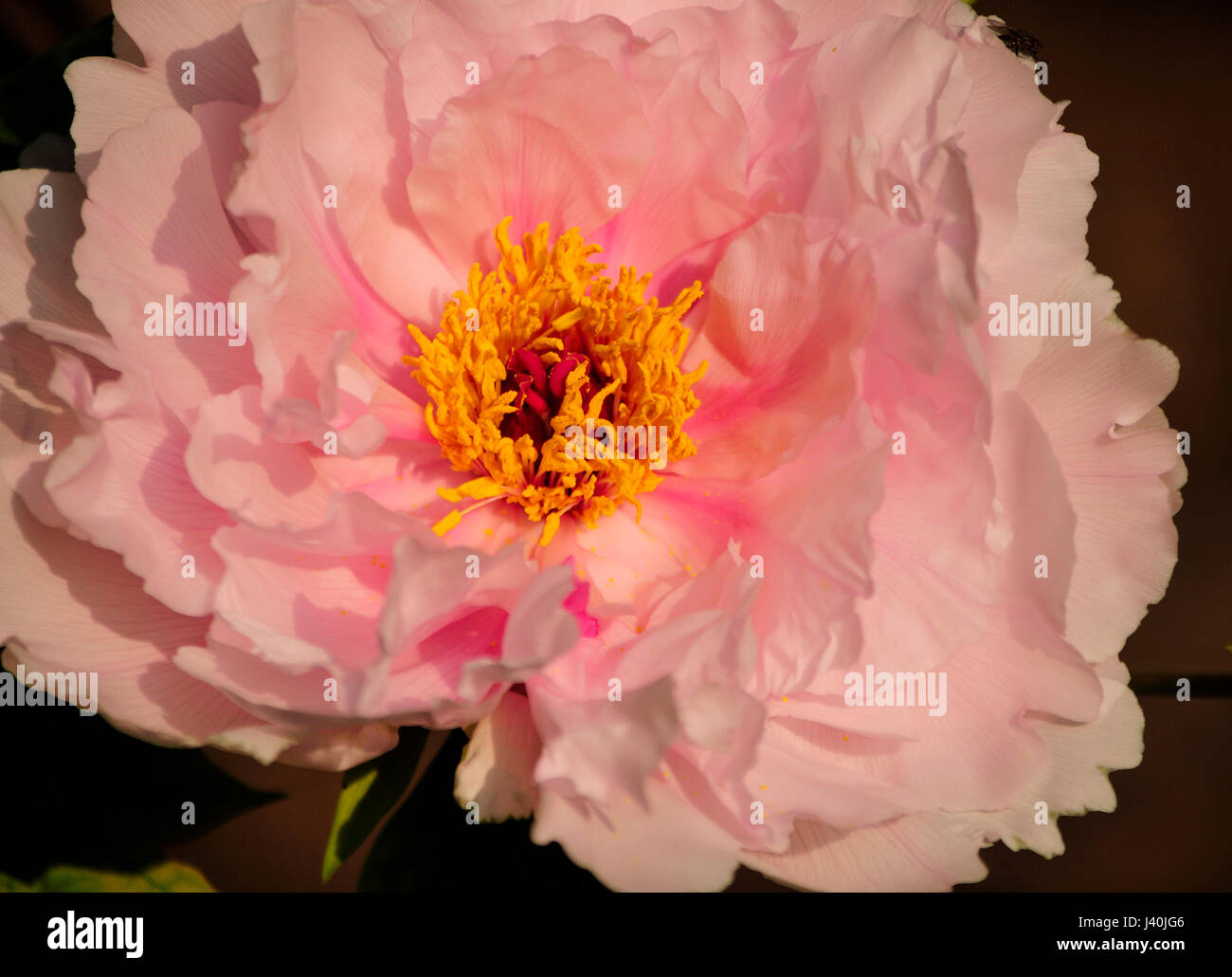 Una luce rosa peonia che fiorisce in un giardino di fiori all'interno di Jingshan Park che si trova nella città di Pechino in Cina. Foto Stock Una luce rosa peonia che fiorisce in un giardino di fiori all'interno di Jingshan Park che si trova nella città di Pechino in Cina. Foto Stock
