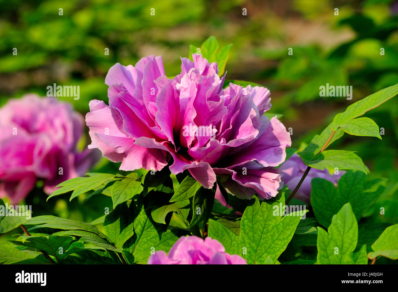 Peonie rosa che fiorisce in un giardino di fiori all'interno di Jingshan Park che si trova nella città di Pechino in Cina. Foto Stock Peonie rosa che fiorisce in un giardino di fiori all'interno di Jingshan Park che si trova nella città di Pechino in Cina. Foto Stock