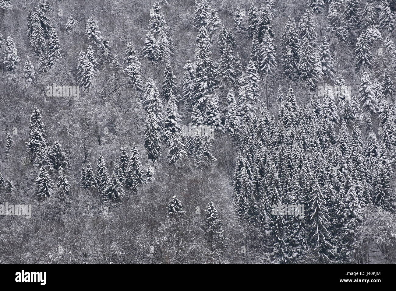 Di conifere di foreste di montagna in un giorno di neve. Foto Stock