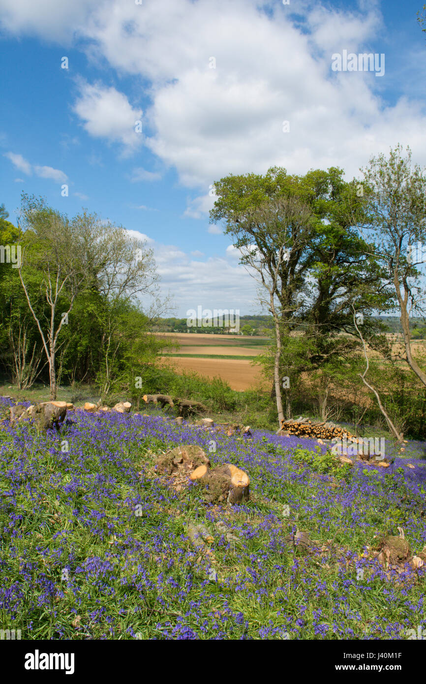 Bluebells, Hyacinthoides non scripta, in taglio dolce bosco ceduo di castagno. Vicino a Midhurst, West Sussex, Regno Unito. Maggio. Foto Stock