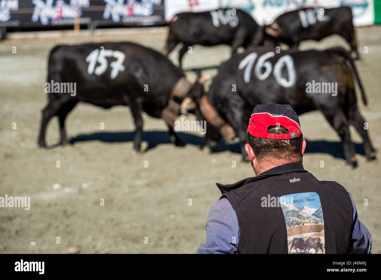 Un agricoltore a guardare le mucche Eringer corni di bloccaggio durante una vacca lotta, tradizione, il patrimonio del Vallese, Les Haudères, Svizzera Foto Stock
